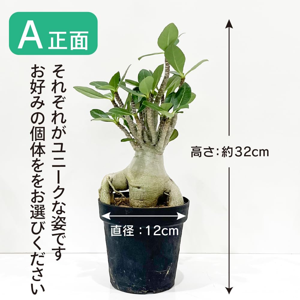 Amazon｜観葉植物 アデニウム アラビカム (A) 砂漠のバラ 天空のバラ